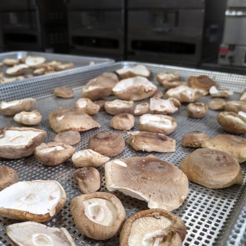 dehydrating shrooms